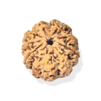 Rudraksha - Rudraksza 9 twarzy (Mukhi)